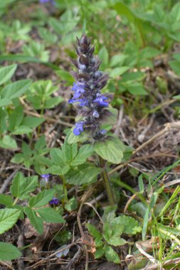 Mavi ya da sıradan borazan, bugleherb, bugleweed, havyar ya da halı bugleweed (Ajuga reptans)