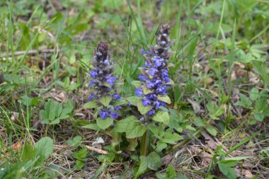 Mavi ya da sıradan borazan, bugleherb, bugleweed, havyar ya da halı bugleweed (Ajuga reptans)