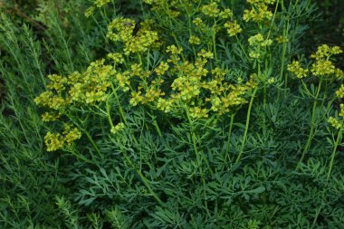 Ruta namı diğer Rue Ruta Graveolens Rue veya Rue. Ruta mezarlıklarının sarı çiçekleri (sık rastlanan bir çiçek) yaz bahçesinde. Bahçedeki tıbbi bitkilerin yetiştirilmesi..