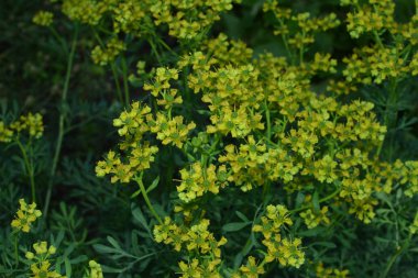 Ruta namı diğer Rue Ruta Graveolens Rue veya Rue. Ruta mezarlıklarının sarı çiçekleri (sık rastlanan bir çiçek) yaz bahçesinde. Bahçedeki tıbbi bitkilerin yetiştirilmesi..