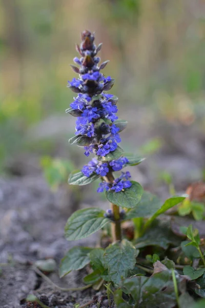 Primer Plano Las Flores Azules Corneta Azul Común Hierba Bugleherb — Foto de Stock