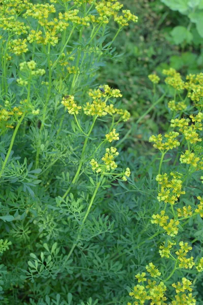 Ruta Commonly Known Rue Ruta Graveolens Rue Common Rue Yellow — Stock Photo, Image