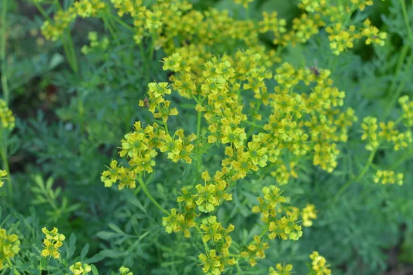 ルタは一般的にRue Ruta Graveolens RueまたはCommon Rueとして知られている 夏の庭にあるルタ グラボレン 一般的なRueまたは草本 の黄色の花 庭の薬用植物の栽培 — ストック写真