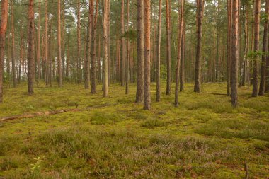 Çiçek arkaplanı olarak Calluna vulgaris ya da Ling. Çayırda çiçek açan pembe Heather çiçekleri..