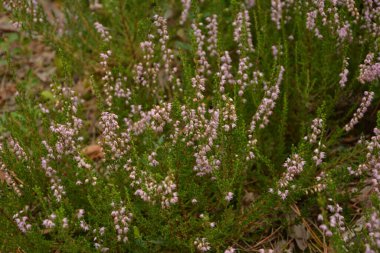 Çiçek arkaplanı olarak Calluna vulgaris ya da Ling. Çayırda çiçek açan pembe Heather çiçekleri..