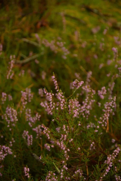 Çiçek arkaplanı olarak Calluna vulgaris ya da Ling. Çayırda çiçek açan pembe Heather çiçekleri..