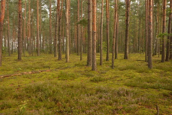 Çiçek arkaplanı olarak Calluna vulgaris ya da Ling. Çayırda çiçek açan pembe Heather çiçekleri..