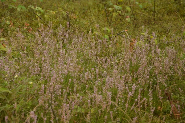 Çiçek arkaplanı olarak Calluna vulgaris ya da Ling. Çayırda çiçek açan pembe Heather çiçekleri..