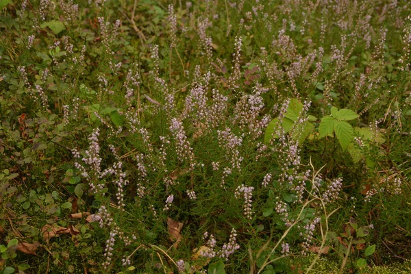 Calluna Vulgaris Ling Come Sfondo Floreale Fiori Rosa Erica Fioriscono — Foto Stock