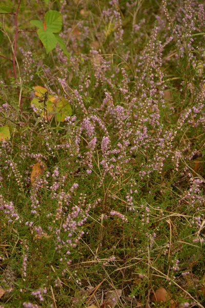 Çiçek arkaplanı olarak Calluna vulgaris ya da Ling. Çayırda çiçek açan pembe Heather çiçekleri..