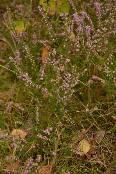 Calluna Vulgaris Oder Ling Als Floraler Hintergrund Rosa Heidekrautblüten Blühen — Stockfoto