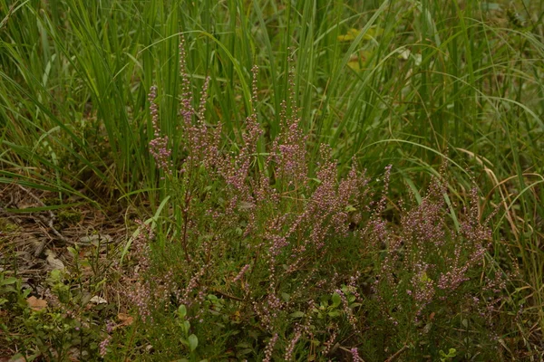 Çiçek arkaplanı olarak Calluna vulgaris ya da Ling. Çayırda çiçek açan pembe Heather çiçekleri..