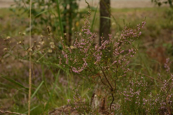 Calluna Vulgaris Lub Ling Jako Tło Kwiatowe Różowe Kwiaty Heather — Zdjęcie stockowe