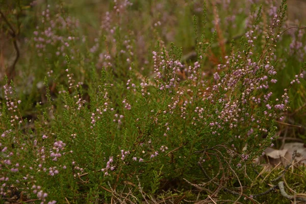 Calluna Vulgaris Lub Ling Jako Tło Kwiatowe Różowe Kwiaty Heather — Zdjęcie stockowe