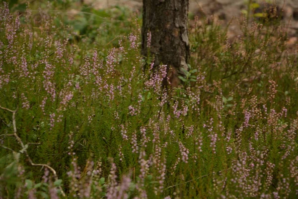 Çiçek arkaplanı olarak Calluna vulgaris ya da Ling. Çayırda çiçek açan pembe Heather çiçekleri..