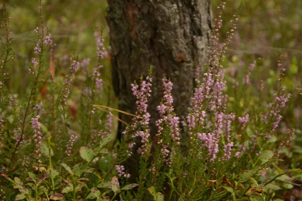 Çiçek arkaplanı olarak Calluna vulgaris ya da Ling. Çayırda çiçek açan pembe Heather çiçekleri..