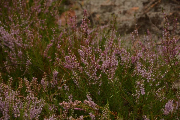 Çiçek arkaplanı olarak Calluna vulgaris ya da Ling. Çayırda çiçek açan pembe Heather çiçekleri..