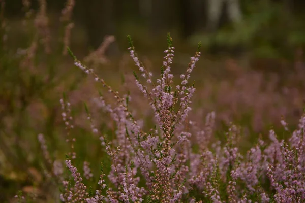 Çiçek arkaplanı olarak Calluna vulgaris ya da Ling. Çayırda çiçek açan pembe Heather çiçekleri..