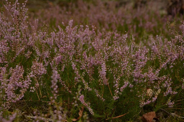 Çiçek arkaplanı olarak Calluna vulgaris ya da Ling. Çayırda çiçek açan pembe Heather çiçekleri..