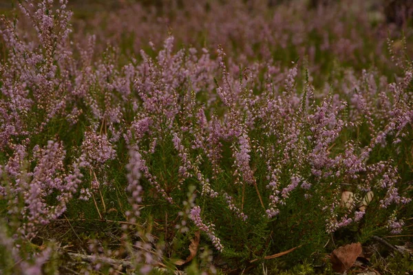 Çiçek arkaplanı olarak Calluna vulgaris ya da Ling. Çayırda çiçek açan pembe Heather çiçekleri..