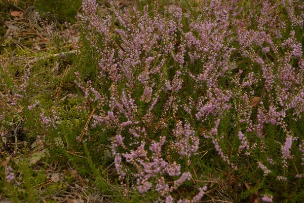 Çiçek arkaplanı olarak Calluna vulgaris ya da Ling. Çayırda çiçek açan pembe Heather çiçekleri..