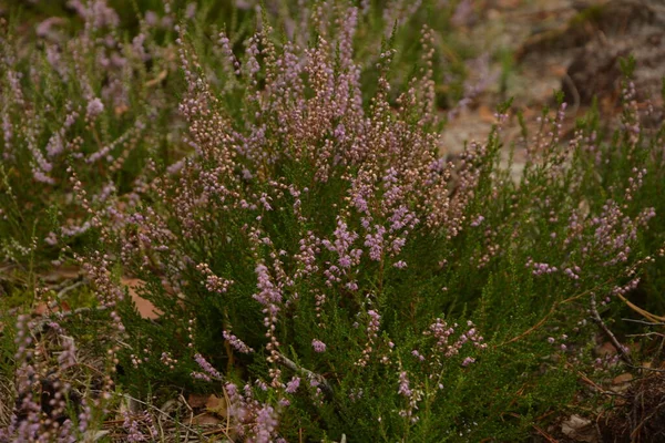 Çiçek arkaplanı olarak Calluna vulgaris ya da Ling. Çayırda çiçek açan pembe Heather çiçekleri..