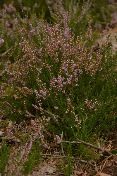 Çiçek arkaplanı olarak Calluna vulgaris ya da Ling. Çayırda çiçek açan pembe Heather çiçekleri..