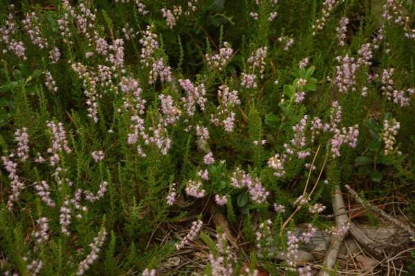 Çiçek arkaplanı olarak Calluna vulgaris ya da Ling. Çayırda çiçek açan pembe Heather çiçekleri..