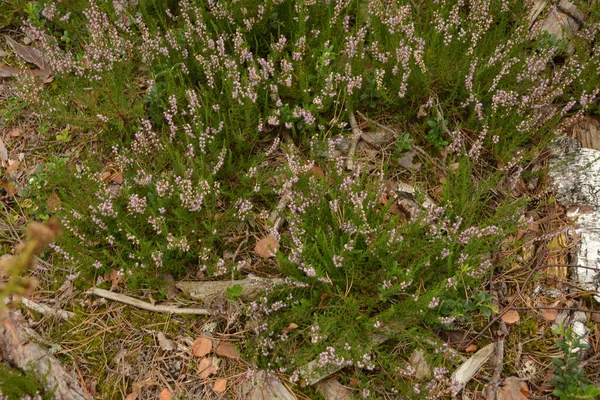 Calluna Vulgaris Ling Floral Φόντο Ροζ Λουλούδια Heather Ανθίζουν Στο — Φωτογραφία Αρχείου