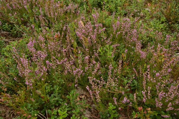 Calluna Vulgaris Lub Ling Jako Tło Kwiatowe Różowe Kwiaty Heather — Zdjęcie stockowe