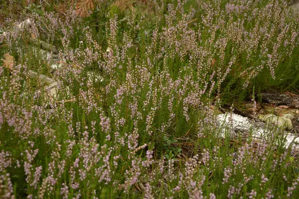 Çiçek arkaplanı olarak Calluna vulgaris ya da Ling. Çayırda çiçek açan pembe Heather çiçekleri..
