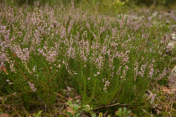 Çiçek arkaplanı olarak Calluna vulgaris ya da Ling. Çayırda çiçek açan pembe Heather çiçekleri..