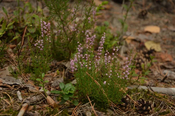 Çiçek arkaplanı olarak Calluna vulgaris ya da Ling. Çayırda çiçek açan pembe Heather çiçekleri..