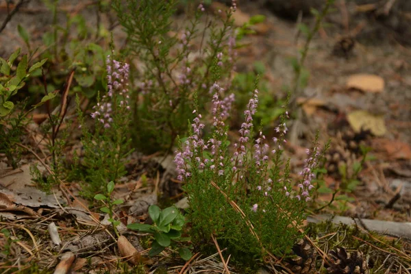 Çiçek arkaplanı olarak Calluna vulgaris ya da Ling. Çayırda çiçek açan pembe Heather çiçekleri..