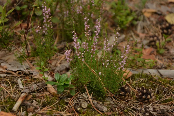 Çiçek arkaplanı olarak Calluna vulgaris ya da Ling. Çayırda çiçek açan pembe Heather çiçekleri..