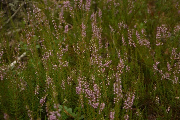 Çiçek arkaplanı olarak Calluna vulgaris ya da Ling. Çayırda çiçek açan pembe Heather çiçekleri..