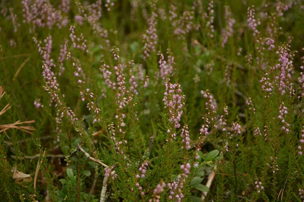 Çiçek arkaplanı olarak Calluna vulgaris ya da Ling. Çayırda çiçek açan pembe Heather çiçekleri..