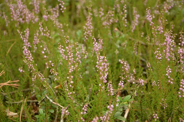 Calluna Vulgaris Ling Floral Background Pink Heather Flowers Blossom Meadow — Stock Photo, Image