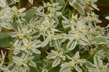 Beyaz ve yeşil çizgili yapraklı ve çiçekli Euphorbia marginata çalısı