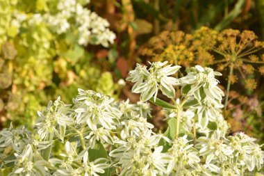 Beyaz ve yeşil çizgili yapraklı ve çiçekli Euphorbia marginata çalısı