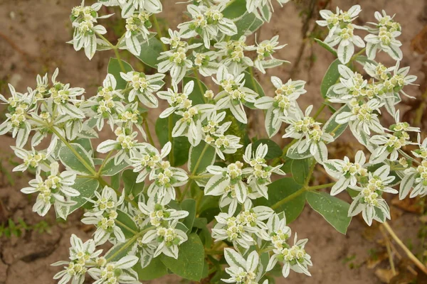 Euphorbia Marginata Busch Mit Weiß Und Grün Gestreiften Blättern Und — Stockfoto