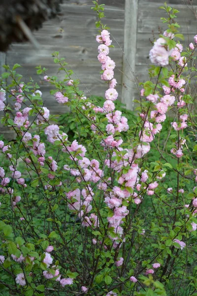 Prunus Glandulosa Takken Van Bloeiende Roze Dwergamandelen — Stockfoto