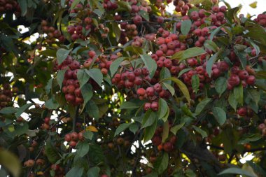 Malus Hupehensis 'in meyveli dalları, bilinen adıyla Çin yaban elması, Hupeh yengeci ya da çay yaban elması ağacı. Aile: Rosaceae.