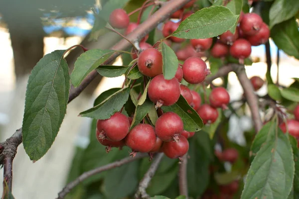 Větve Ovocem Malus Hupehensis Běžné Názvy Čínské Krabí Jablko Hupeh — Stock fotografie