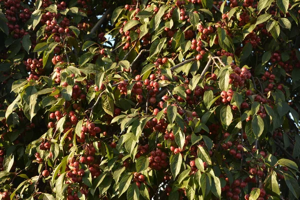 Malus Hupehensis Meyveli Dalları Bilinen Adıyla Çin Yaban Elması Hupeh — Stok fotoğraf