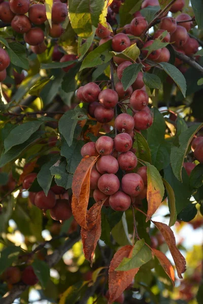Branches Avec Des Fruits Malus Hupehensis Noms Communs Pomme Crabe — Photo