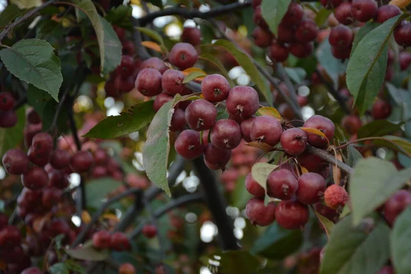 Malus Hupehensis 열매를 가지들 이름을 중국인게 사과나무 후피게 — 스톡 사진