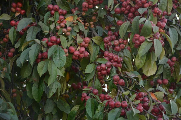 マルス フペヘンシスの果実を持つ枝 一般名中国語カニリンゴ フペカニまたはティー クラブリンゴの木 バラ科 — ストック写真