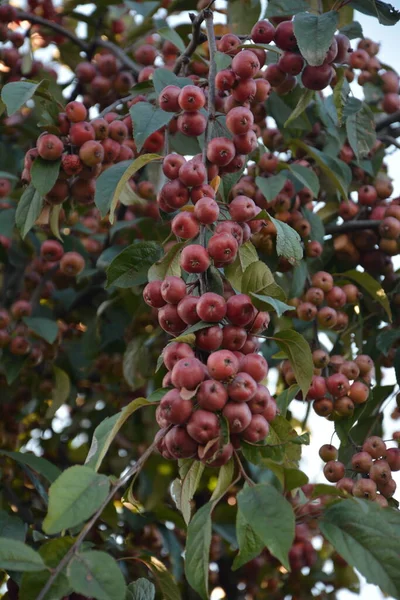 Malus Hupehensis 열매를 가지들 이름을 중국인게 사과나무 후피게 — 스톡 사진