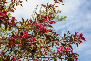 Malus Hupehensis 'in meyveli dalları, bilinen adıyla Çin yaban elması, Hupeh yengeci ya da çay yaban elması ağacı. Aile: Rosaceae.